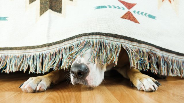 scared dog hiding under bed