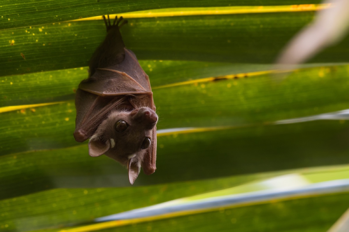 Tiny fruit bat