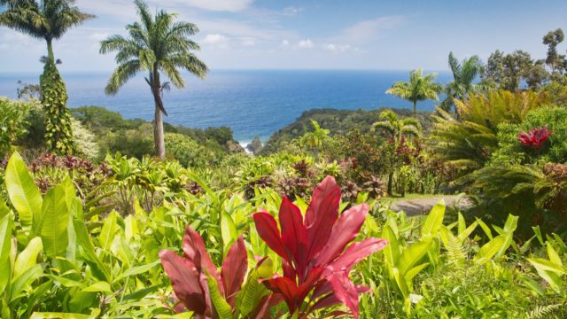flowers and palm trees overlooking the water in maui