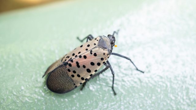 Spotted lanternfly