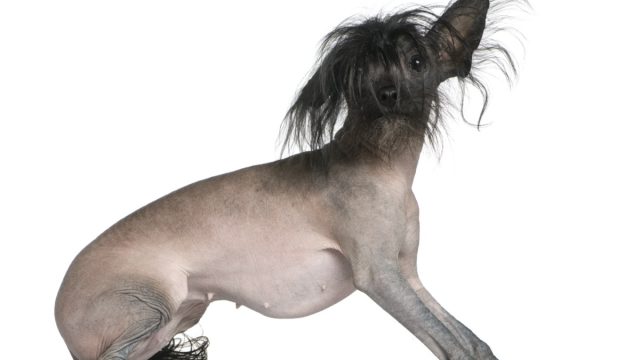 Chinese Crested dog