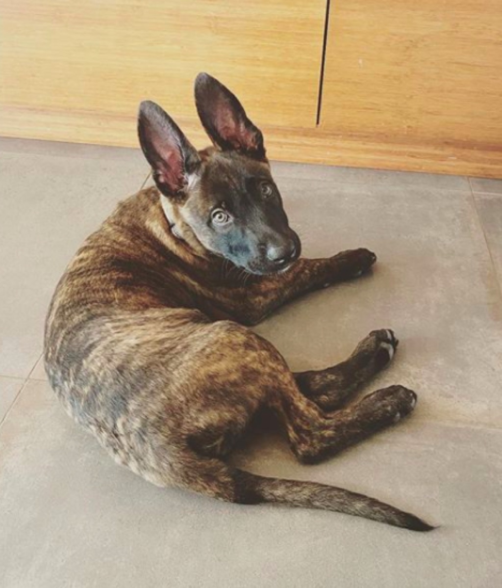 Channing Tatum's Dog Rook