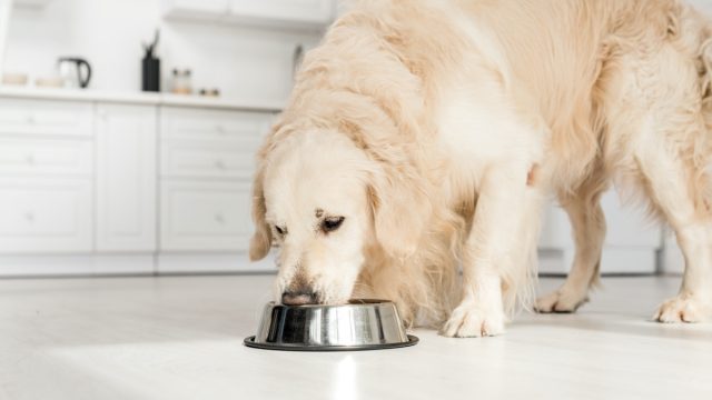 retriever eating dog food