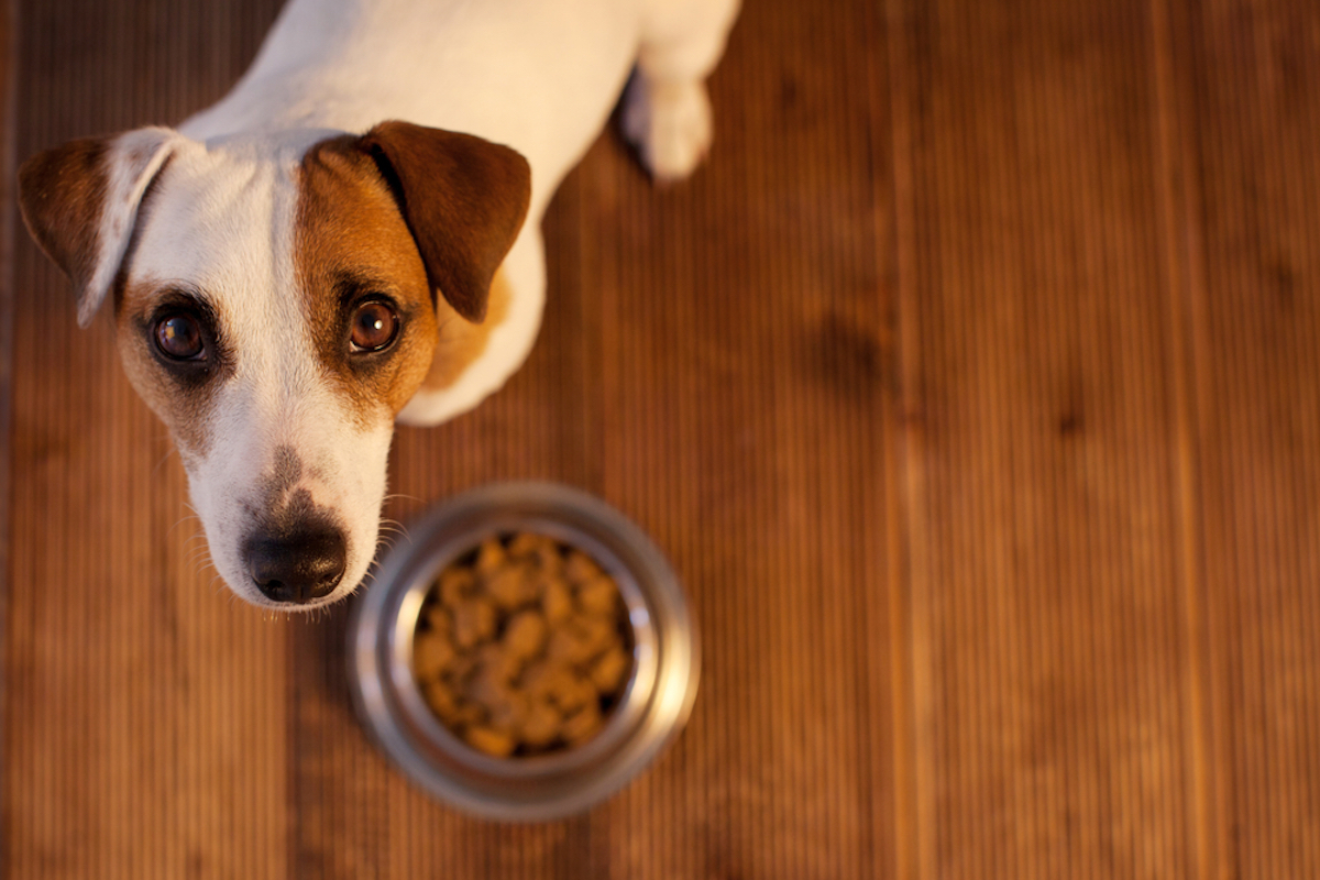 brown and white dog looking up at camera with bowl of food in front of him on wood floor