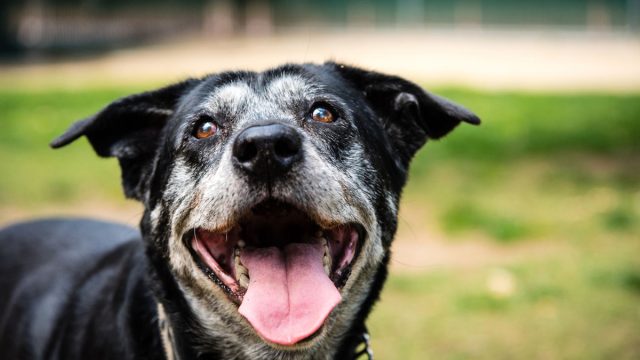 Senior dog smiling at public park