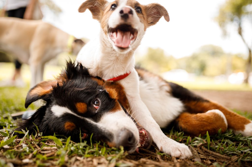 A puppy jumping on top of an adult dog while playing in the park.