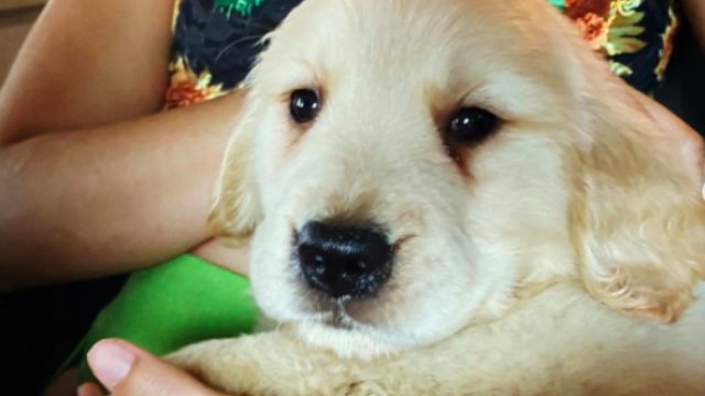 Tarzan Camila Cabello and Shawn Mendes new puppy