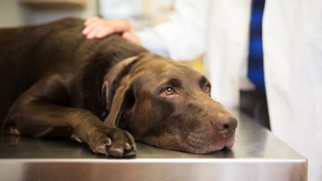 Labrador retriever laying down on examine table at vet