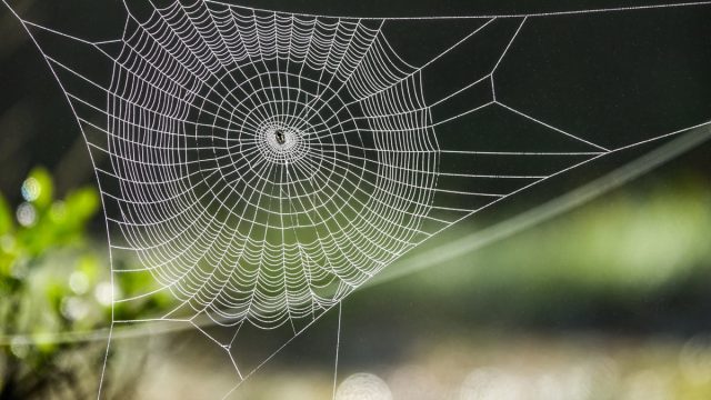 close up of spider web