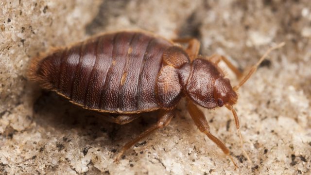 Bed bug