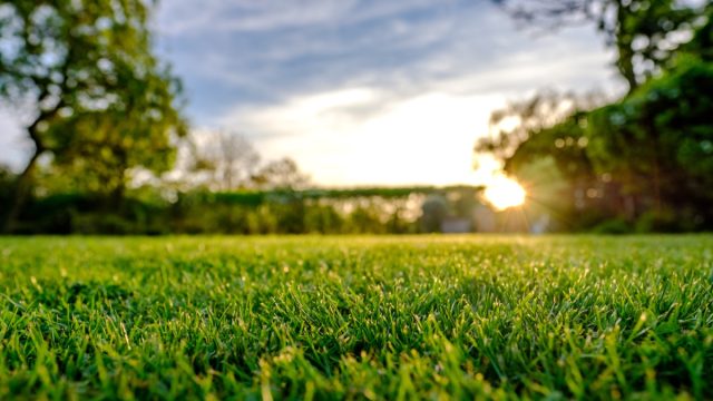 Grass in a backyard
