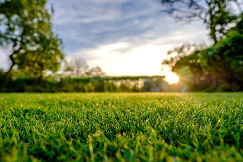 Grass in a backyard