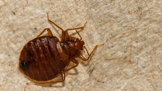bed bug close up