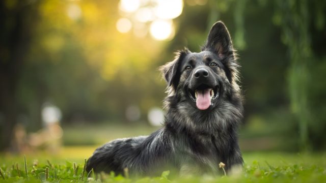 Dog laying in grass