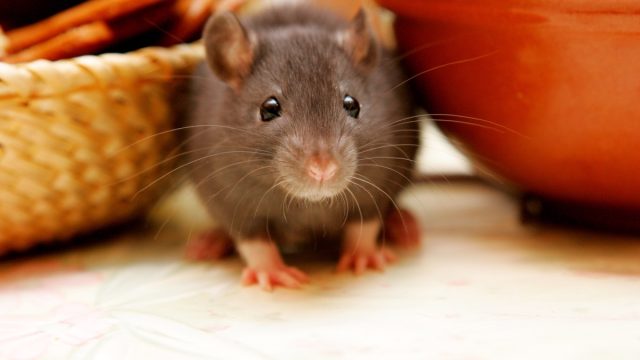 juvenile rat hiding between bowls in kitchen