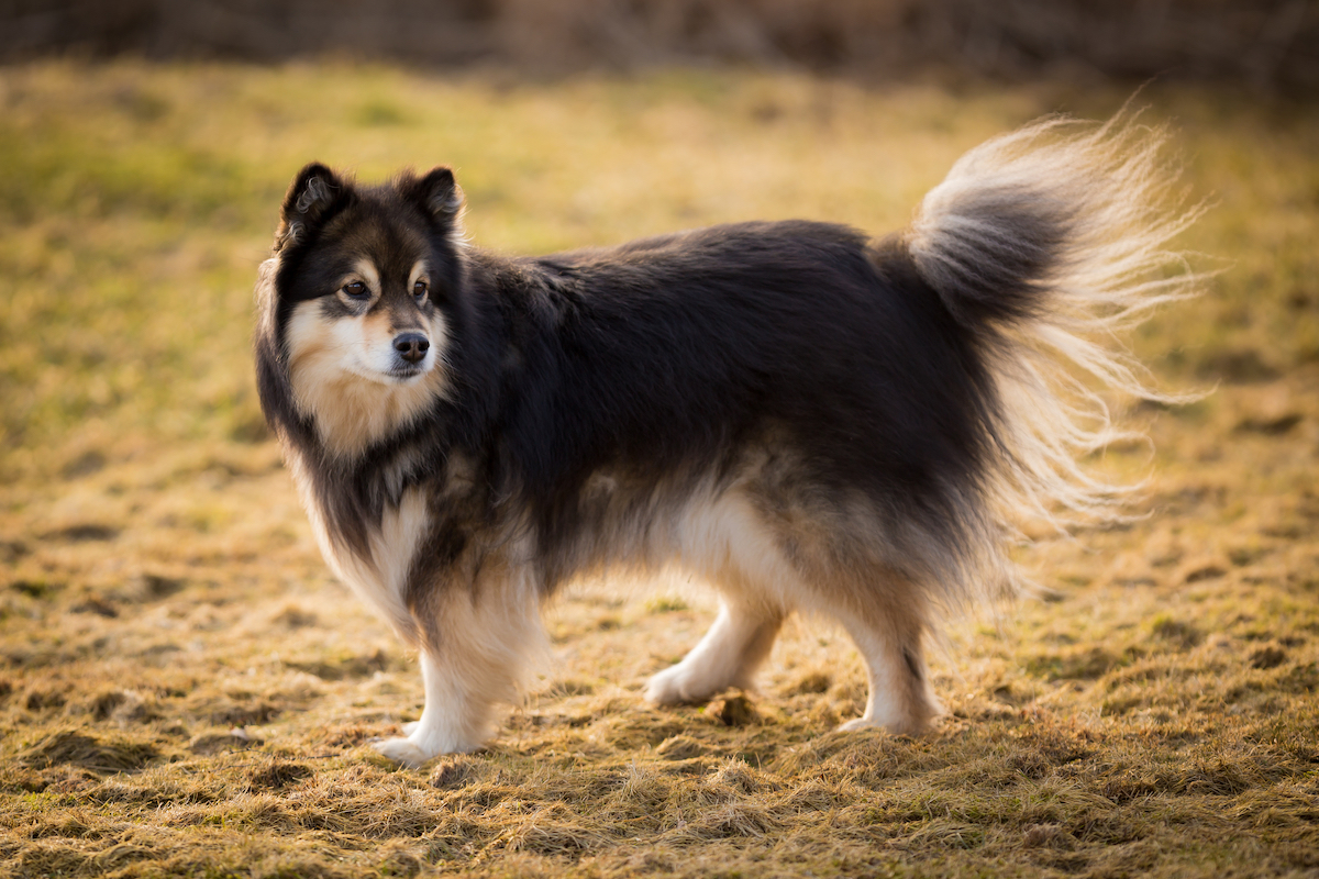 Finnish Lapphund
