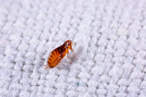 close-up of flea on white material