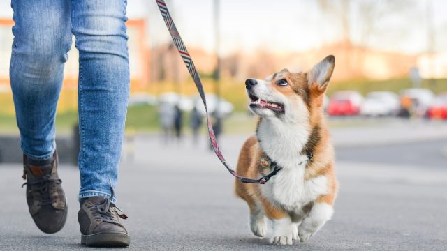 Walking corgi in the city