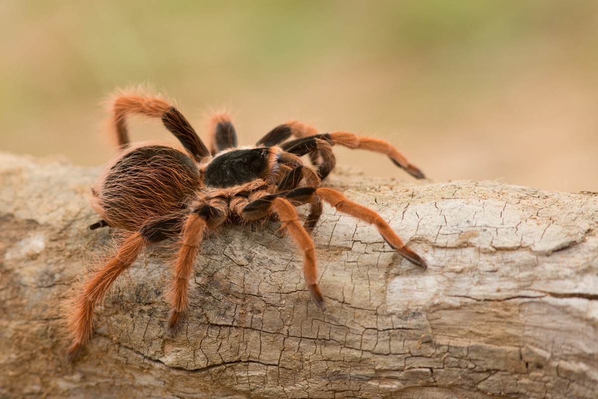 tarantula on log or branch