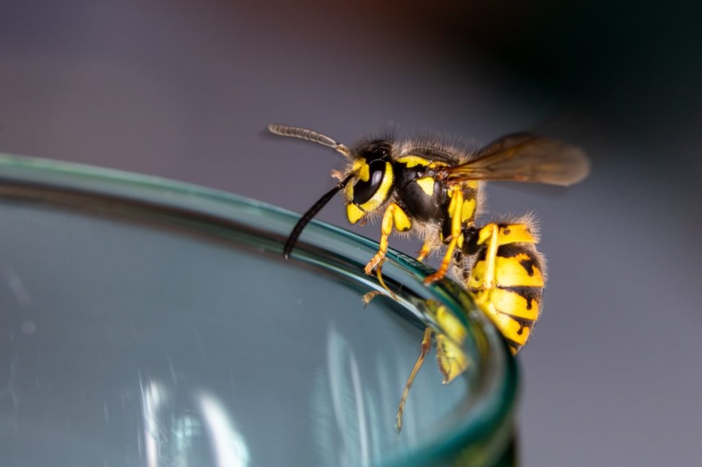 wasp on the rim of a glass