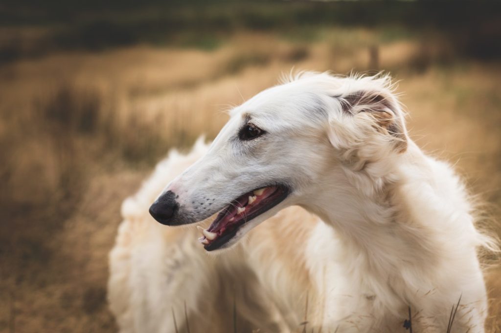 Borzois dog breed
