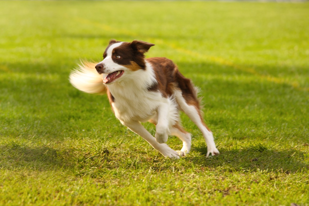 Collie dog running across the green grass