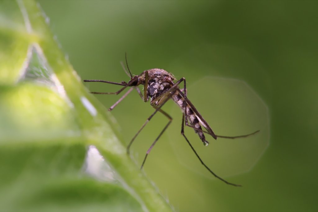 Mosquito