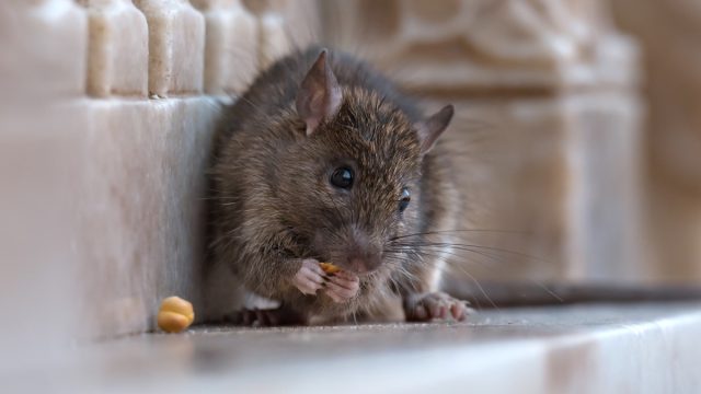 rat eating chickpea outdoors