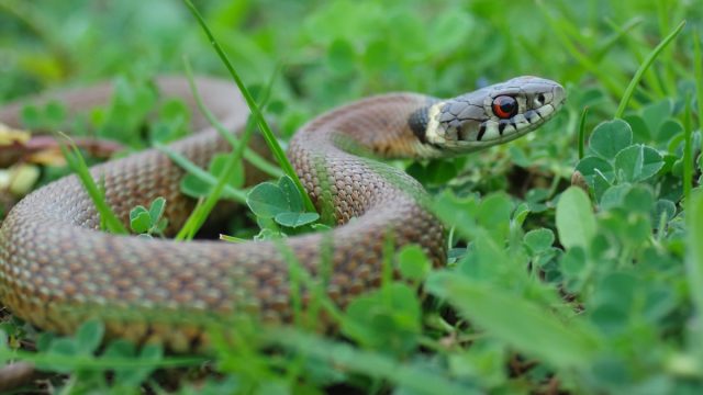 snake in grass
