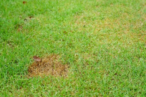 Green grass and Dried Grass background