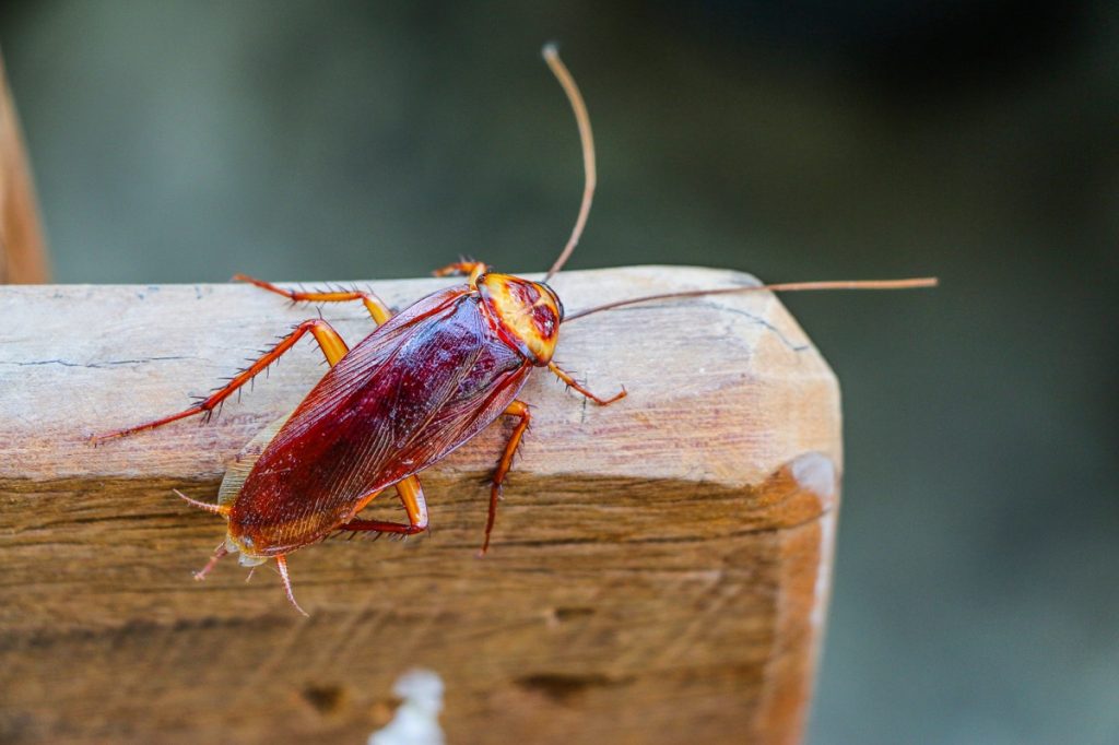 cockroach on piece of wood outdoors