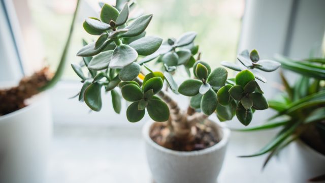 Jade plant