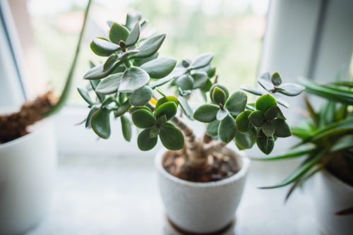 Jade plant