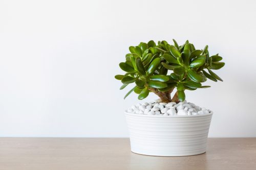 Jade plant
