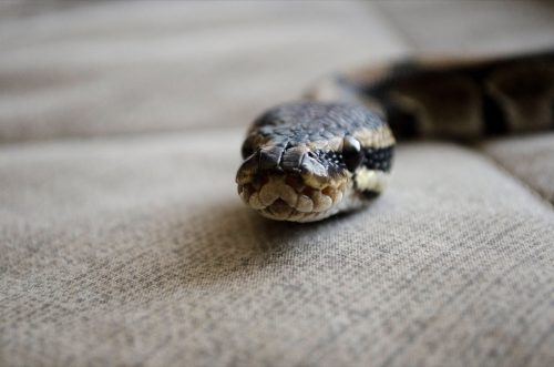 Snake in the house