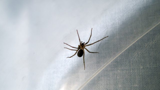 A macro photograph of a brown recluse spider inside a plastic tub. Might be time to call a professional exterminator. Bokeh effect.