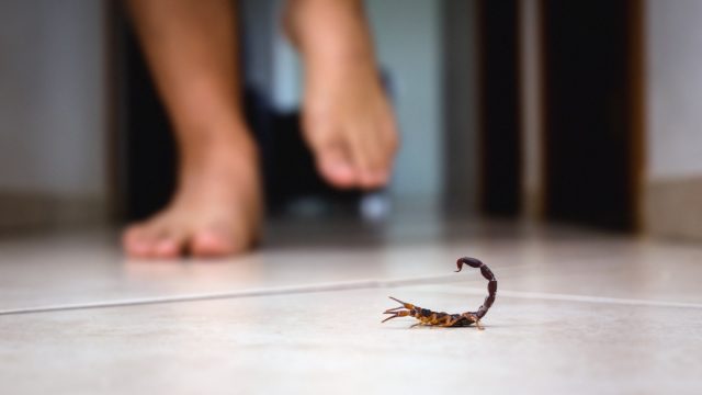 person walking toward scorpion on the floor of home