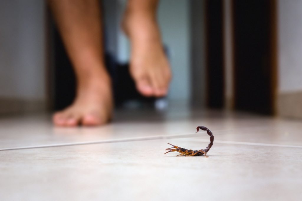 person walking toward scorpion on the floor of home