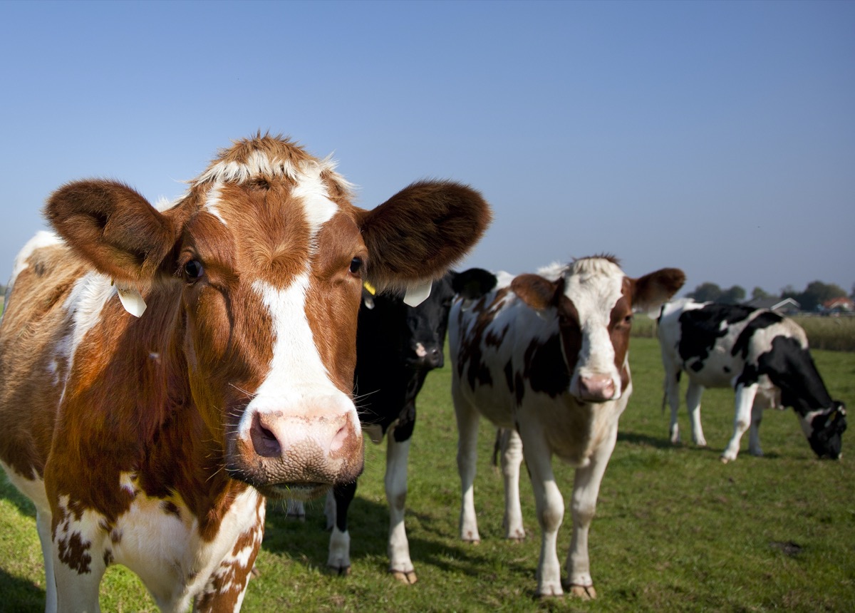 Dairy cows
