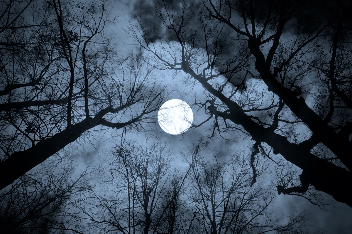 Full moon through trees