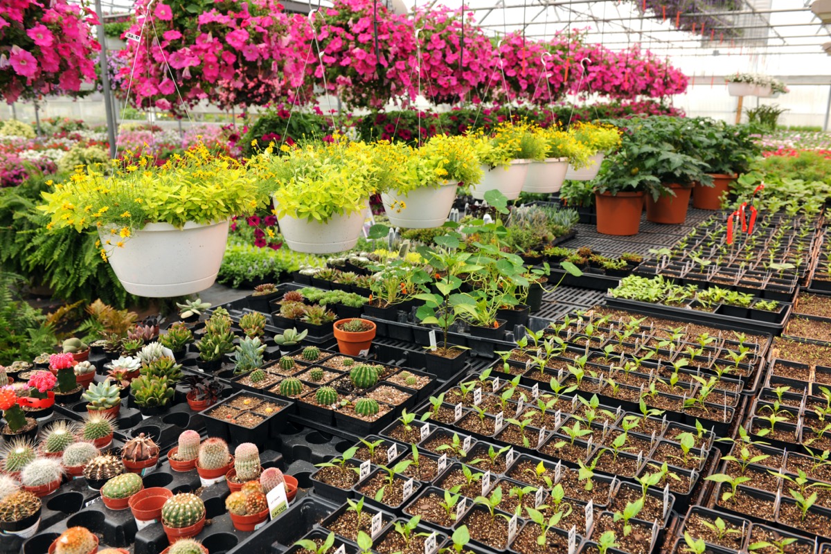 Greenhouse full of plans