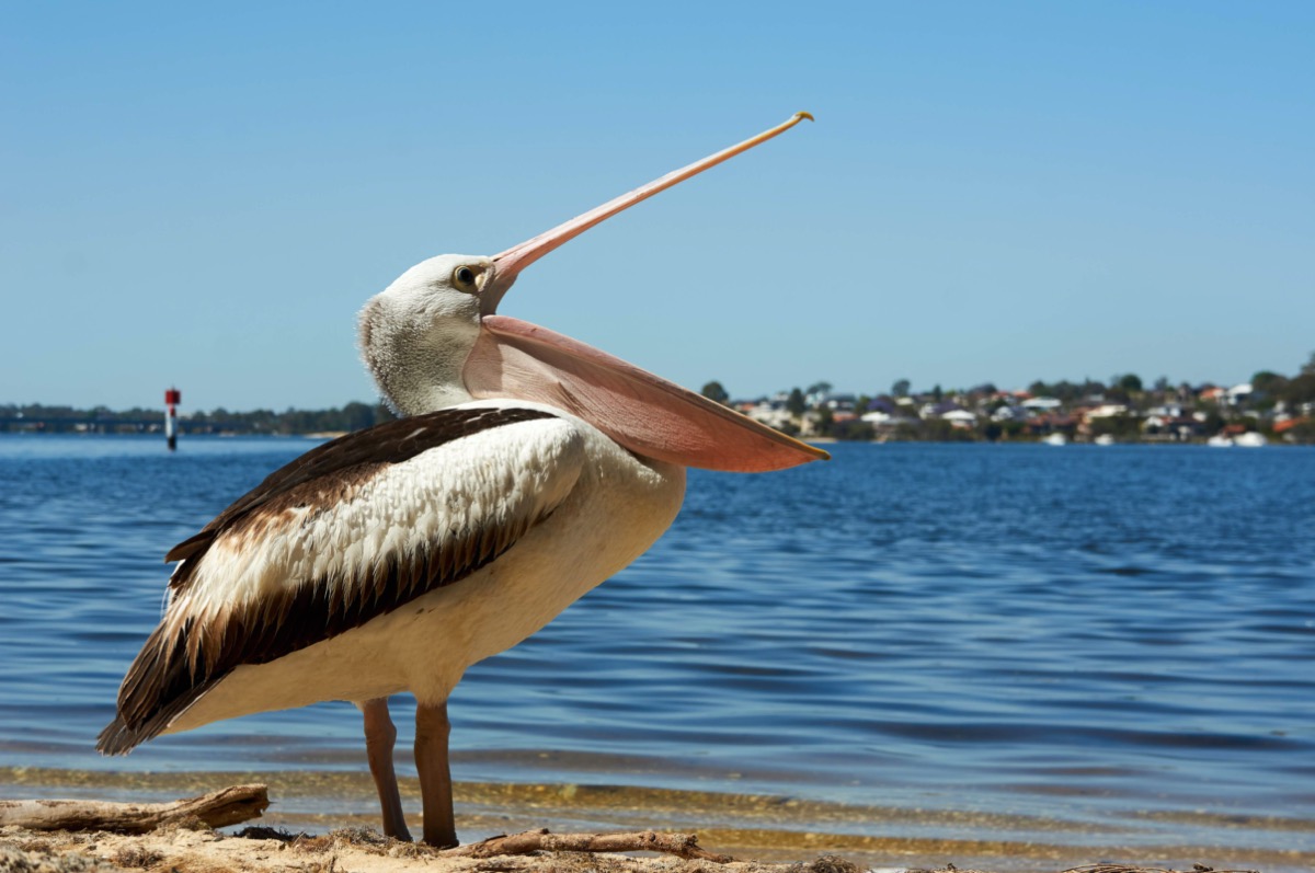 Pelican