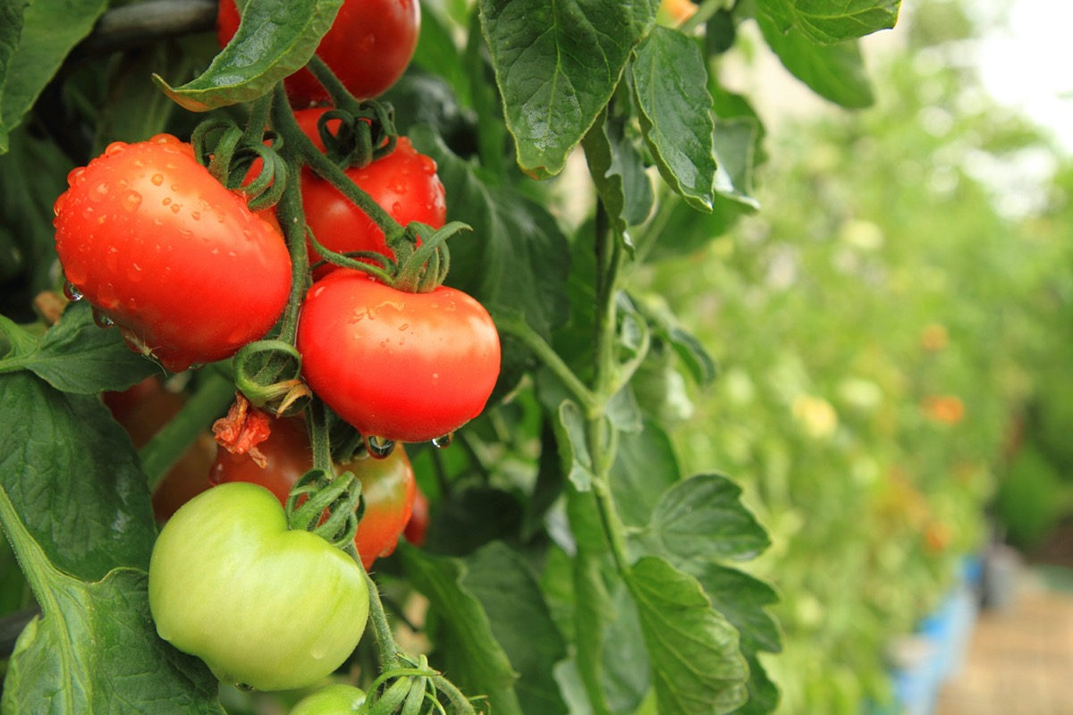 Tomatoes on vine