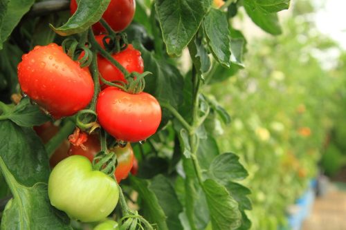 Tomatoes on vine
