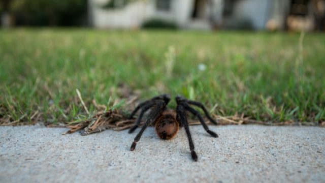 Low Angle View of Tarantula Walking Toward Home From the Street