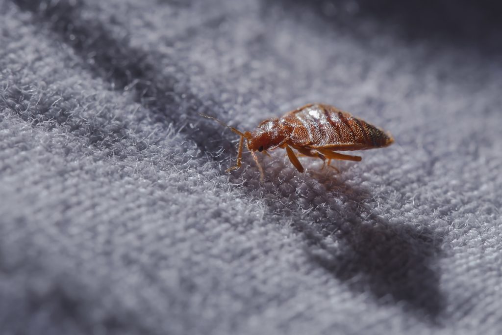 Bed bug at night in the moonlight