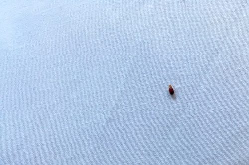 A bedbug on a bed sheet moments after biting a person lying on the bed; its body is swollen with blood.