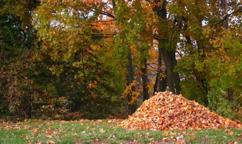 leaf pile in backyard
