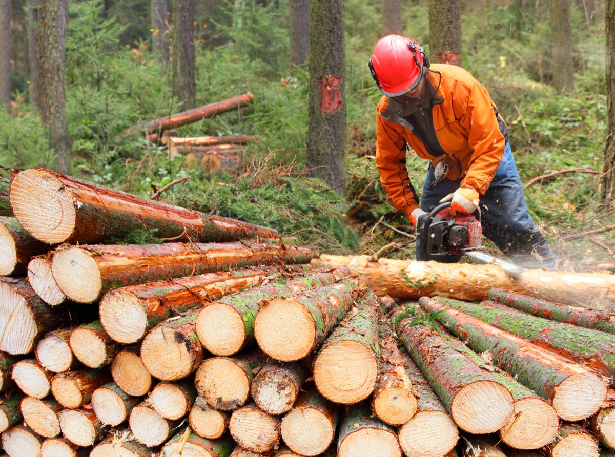 lumberjack chopping logs in forest