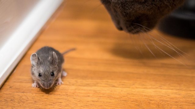 Cat hunting for a mouse close up